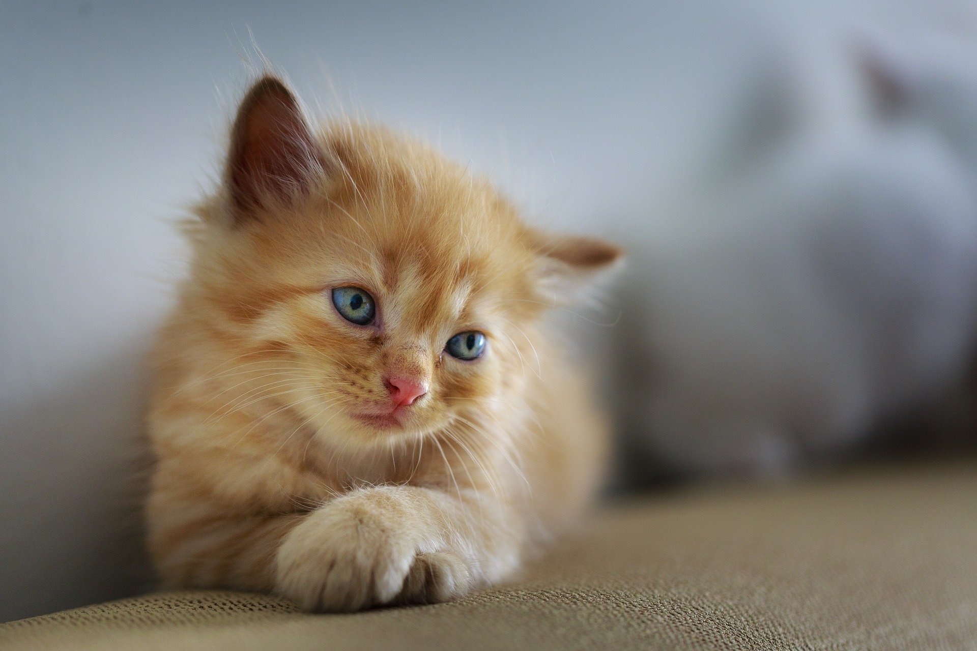 Anhaltendes Erbrechen sollte ein Alarmsignal sein und sogar einen Besuch beim Tierarzt erfordern. Besonders gefährlich ist ein solcher Zustand bei Jungtieren und älteren Katzen, bei denen schon ein einziger Anfall von Erbrechen zum Tierarzt führen sollte.